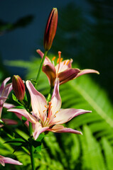 The Pink Lily