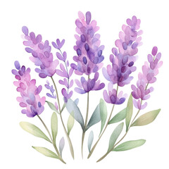 Lavender Serenity: A charming watercolor depiction of lavender sprigs, showcasing delicate purple blooms and soft green foliage, perfect for evoking feelings of calm and tranquility.