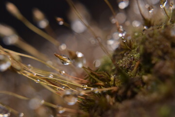 Close-Up of Dew-Covered Moss Sporophytes with Shimmering Bokeh