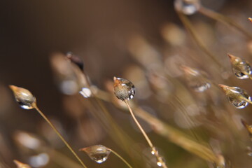 Close-Up of Dew-Covered Moss Sporophytes with Shimmering Bokeh
