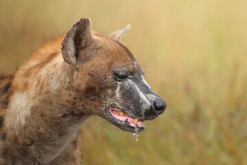 Tüpfelhyäne / Spotted hyaena / Crocuta crocuta