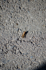 A grasshopper on the asphalt