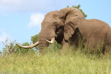 Afrikanischer Elefant / African elephant / Loxodonta africana..