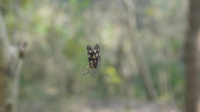 jewel spider likely the Austracantha minax also known as the Christmas spider. It has captured a moth and trying to eat close-up