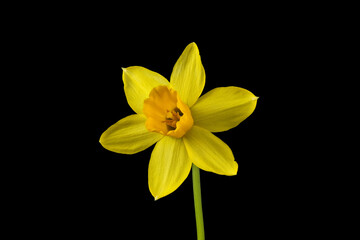 Obraz premium yellow Daffodil flower macrophotograph