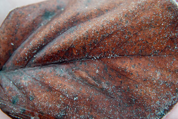 close up of a frosty dry brown leave