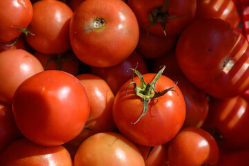 Freshly harvested tomatoes bask in the warm sunlight, showcasing vibrant colors of summer produce