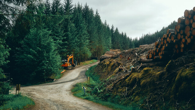 road in the forest