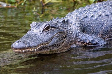 Obraz premium alligator head close in coastal marsh water bayou