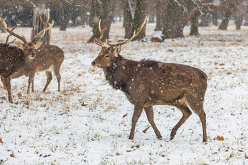Winter landscape with Sika Deer - Cervus nippon. There is snow on the meadow and it is snowing in the landscape