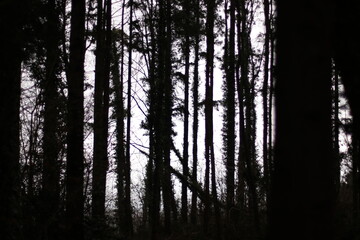 sunset in the forest