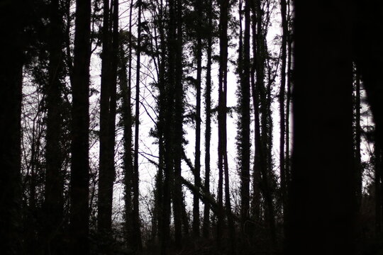 sunset in the forest