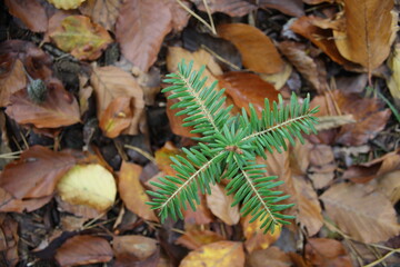 small little two years old seedling Fir tree - abies alba - in moravian karst mild forest