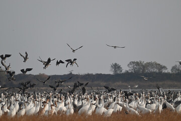 seagulls in flight