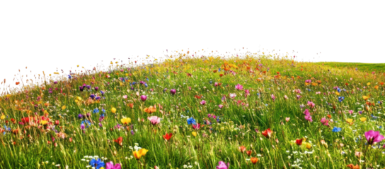 PNG Flower grass fields flowers landscape outdoors.