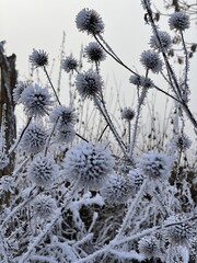Detailed view of thistles covered with hoarfrost in freezing temperatures