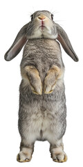 Obraz premium PNG Grey rabbit with long ears standing up adorable animal bunny.