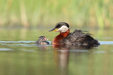 Perkoz rdzawoszyi (Podiceps grisegena), red-necked grebe  © Bartosz Rakoczy
