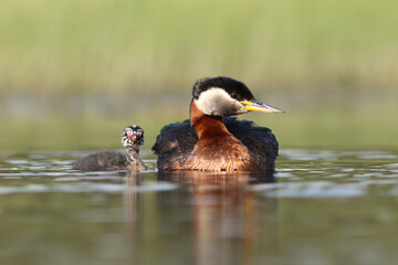 Perkoz rdzawoszyi (Podiceps grisegena), red-necked grebe  © Bartosz Rakoczy
