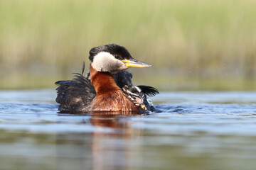 Perkoz rdzawoszyi (Podiceps grisegena), red-necked grebe  © Bartosz Rakoczy