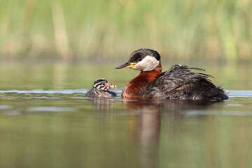 Perkoz rdzawoszyi (Podiceps grisegena), red-necked grebe  © Bartosz Rakoczy