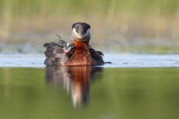 Perkoz rdzawoszyi (Podiceps grisegena), red-necked grebe  © Bartosz Rakoczy