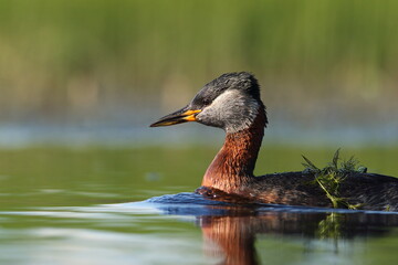 Perkoz rdzawoszyi (Podiceps grisegena), red-necked grebe  © Bartosz Rakoczy