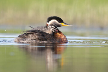 Perkoz rdzawoszyi (Podiceps grisegena), red-necked grebe  © Bartosz Rakoczy