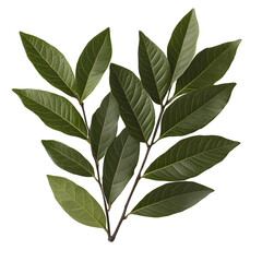 Green branch with multiple leaves and detailed veins. Fresh foliage suitable for botanical designs, nature themes, and herbal concepts. Isolated on transparent background, png.