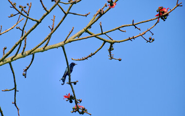 Spangled drongo on a red silk cotton tree