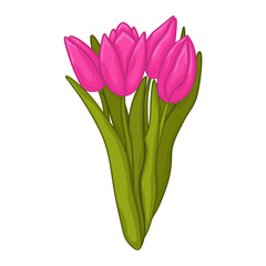 Hand drawn bunch of pink tulips on white background