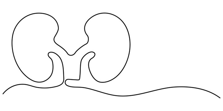 recommend clip art: Kidney human organ one line art drawing. Human kidneys continuous one line drawing. Isolated on white background vector illustration. Premium vector, Human kidneys with ureters one line art. 