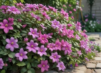 Obraz premium Colorful clematis vines blooming in a garden flower bed with pink and purple flowers , garden blooms,