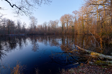 Obraz premium Evées pond in Fontainebleau forest