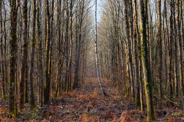 Alone birch tree in Fontainebleau forest