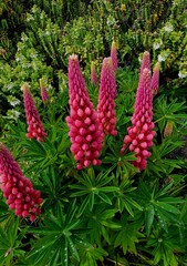 Pink lupin flowers at Port Stanley Falkland Island