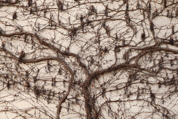 The vines are intricately intertwined, creating a complex pattern against the light-colored wall.