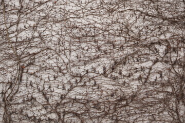 wall covered with a network of dried, leafless vines.