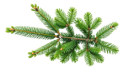 Fir Branch, Isolated on Transparent Background Christmas, Nature, Evergreen, fir tree, christmas tree, foliage