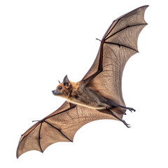 Obraz premium Flying Fox Bat in Flight, Isolated on Transparent Background, High-Resolution Image, Wildlife Photography, Bat, Flying Mammal, Megabat
