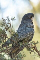 Black Cockatoo Perched on Branch