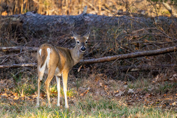 White Tailed doe foraging at a wildlife refuge in Rome Georgia.