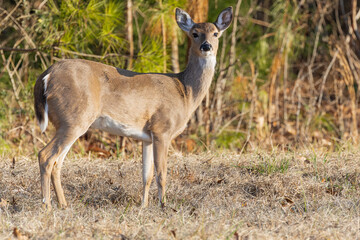 White Tailed doe foraging at a wildlife refuge in Rome Georgia.