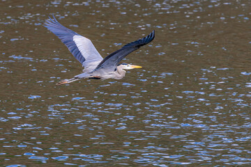 Great Blue Heron flying over West Point Dam in Alabama.