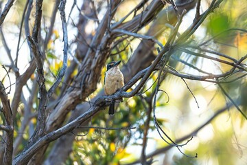 Bird perched on a tree in a forest.