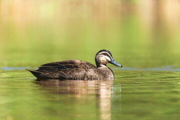 Duck gliding on a tranquil lake.