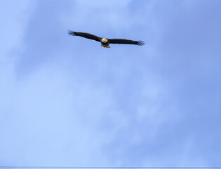 Bald Eagle flying over West Point Dam in Alabama.