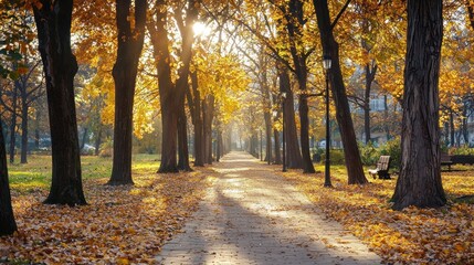 Obraz premium Autumnal Pathway: Golden Leaves and Sunlit Serenity