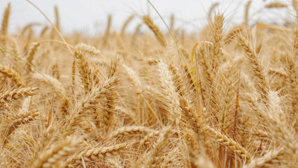 Mature wheat ears