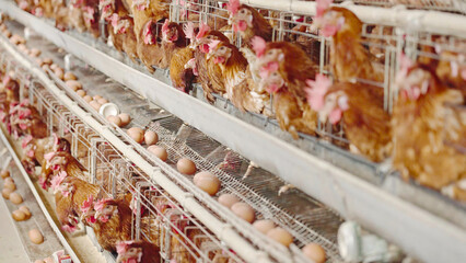 chicken farm © WenPhoto